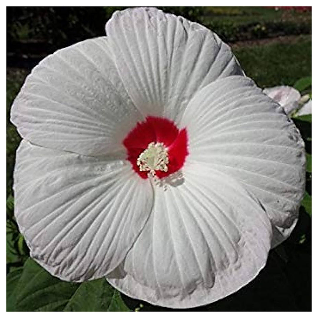 White Hibiscus Honeymoon Eye Huge Exotic Summer Blooms Cold Hardy Perennial Flowers Flower | Neera Seeds product photo [neera-v4-2c50fdb9e763df16066a]