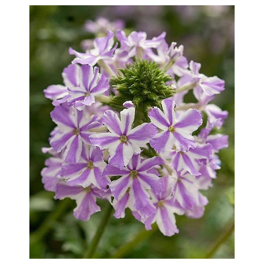 Organic Heirloom White Purple Verbena Flower Seeds – Non-GMO Hardy Seeds for Planting | Neera Seeds product photo [neera-v4-2c5bf982f2cbb4b83fd8]