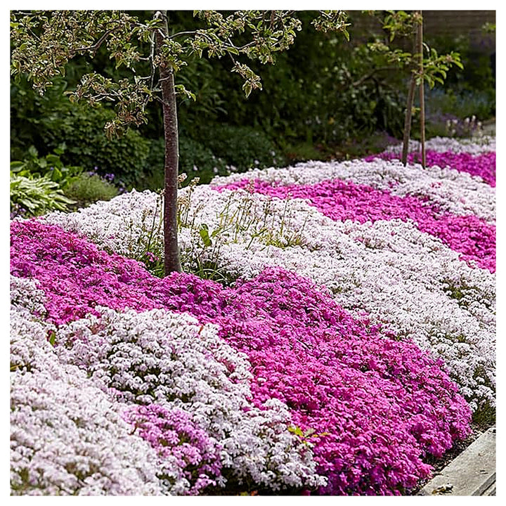 Organic Mix Creeping Phlox Flower Seeds for Planting – Heirloom, Non-GMO | Neera Seeds product photo [neera-v4-2c6994b6d79c8879067d]