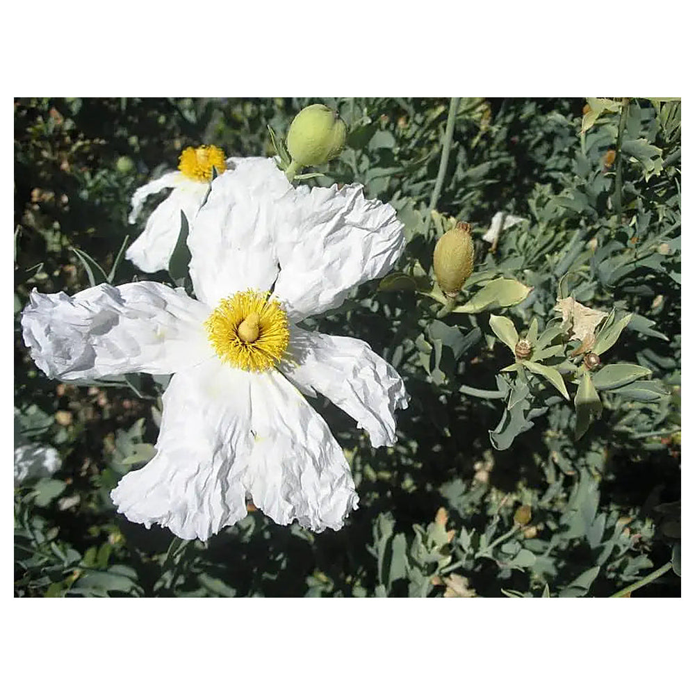 Romneya Coulteri Matilija Poppy Flower Seeds - Heirloom, Non-GMO, High Germination Organic Garden Seeds for Plantin | Neera Seeds product photo [neera-v4-2c6e3774e326c2b45251]