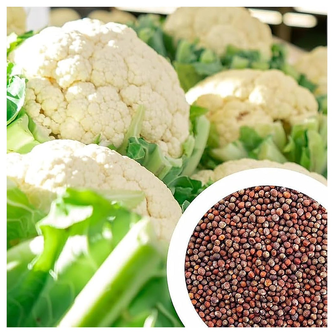 Indian Temperate Cauliflower Seeds for Planting – High-Yield, Non-GMO Vegetable Seeds for Home Garden &amp; Commercial  | Neera Seeds product photo [neera-v4-2c8140d271ad58861396]
