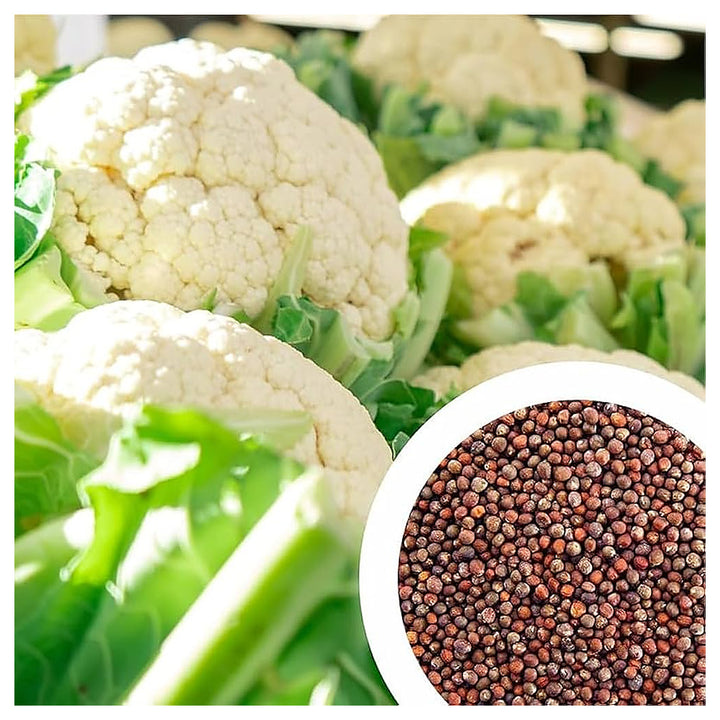 Indian Temperate Cauliflower Seeds for Planting – High-Yield, Non-GMO Vegetable Seeds for Home Garden &amp; Commercial  | Neera Seeds product photo [neera-v4-2c8140d271ad58861396]