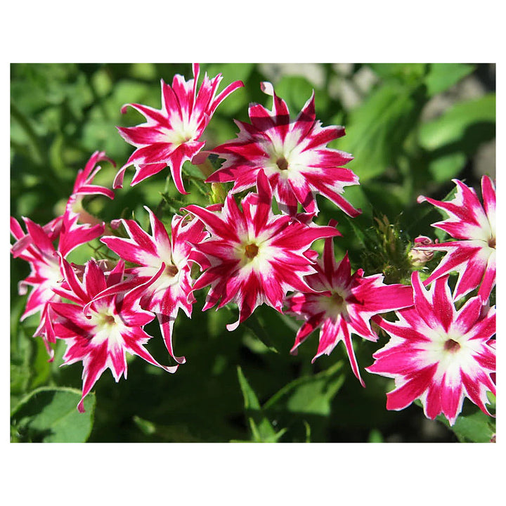 Phlox drummondii Flower Seeds for Planting – Heirloom &amp; Non-GMO Vibrant Annual Blooms for Beds, Borders, and Contai | Neera Seeds product photo [neera-v4-2c95bb898570bf8679b8]