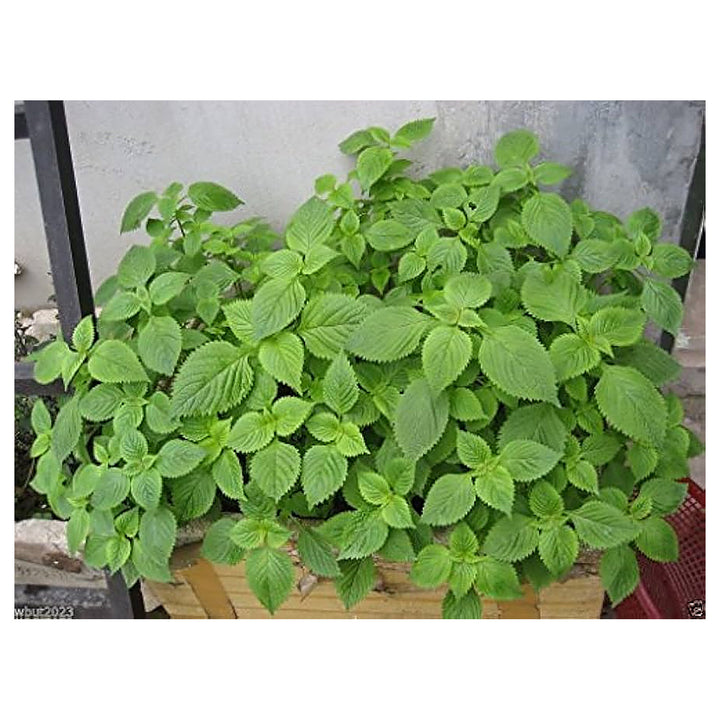 Green Lemon Mint Plant Seeds – Citrus Mint Seeds – Heirloom &amp; Non-GMO Seeds for Planting | Neera Seeds product photo [neera-v4-2c9bad3fe027473143aa]