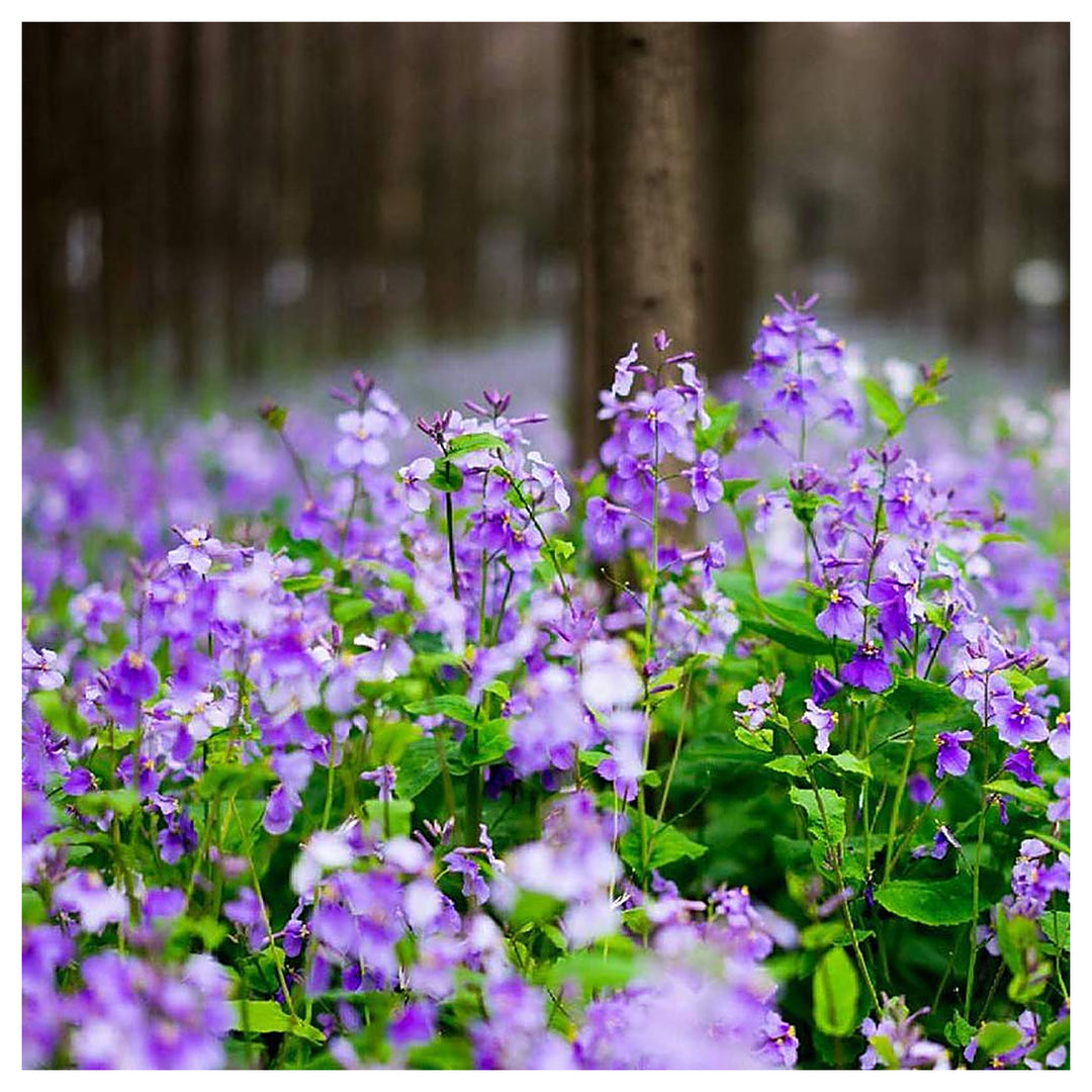 Heirloom Non-GMO Orychophragmus Flower Seeds – High Germination Organic Garden Seeds for Purple Spring Blooms | Neera Seeds product photo [neera-v4-2cb56528e6473d785f37]