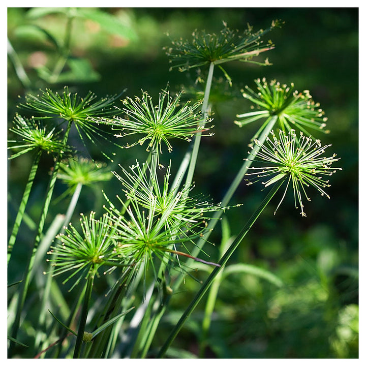 Heirloom Non-GMO Green Cyperus Papyrus Flower Seeds for Ornamental Water Garden Planting | Neera Seeds product photo [neera-v4-2cb92110ed467b0110d2]