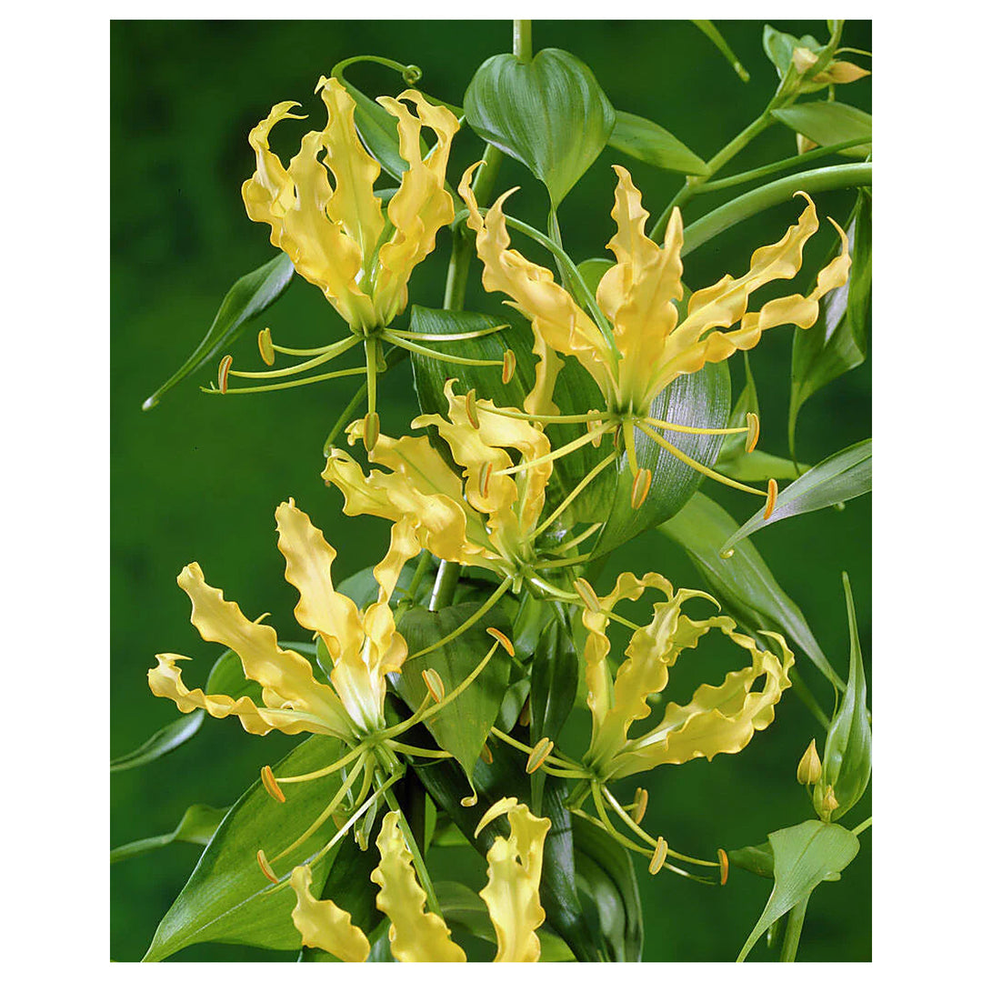 Gloriosa Lutea Flower Seeds – Heirloom, Non-GMO, High Germination Exotic Organic Garden Seeds for Planting | Neera Seeds product photo [neera-v4-2cd4f7b1c23d7bbbee60]