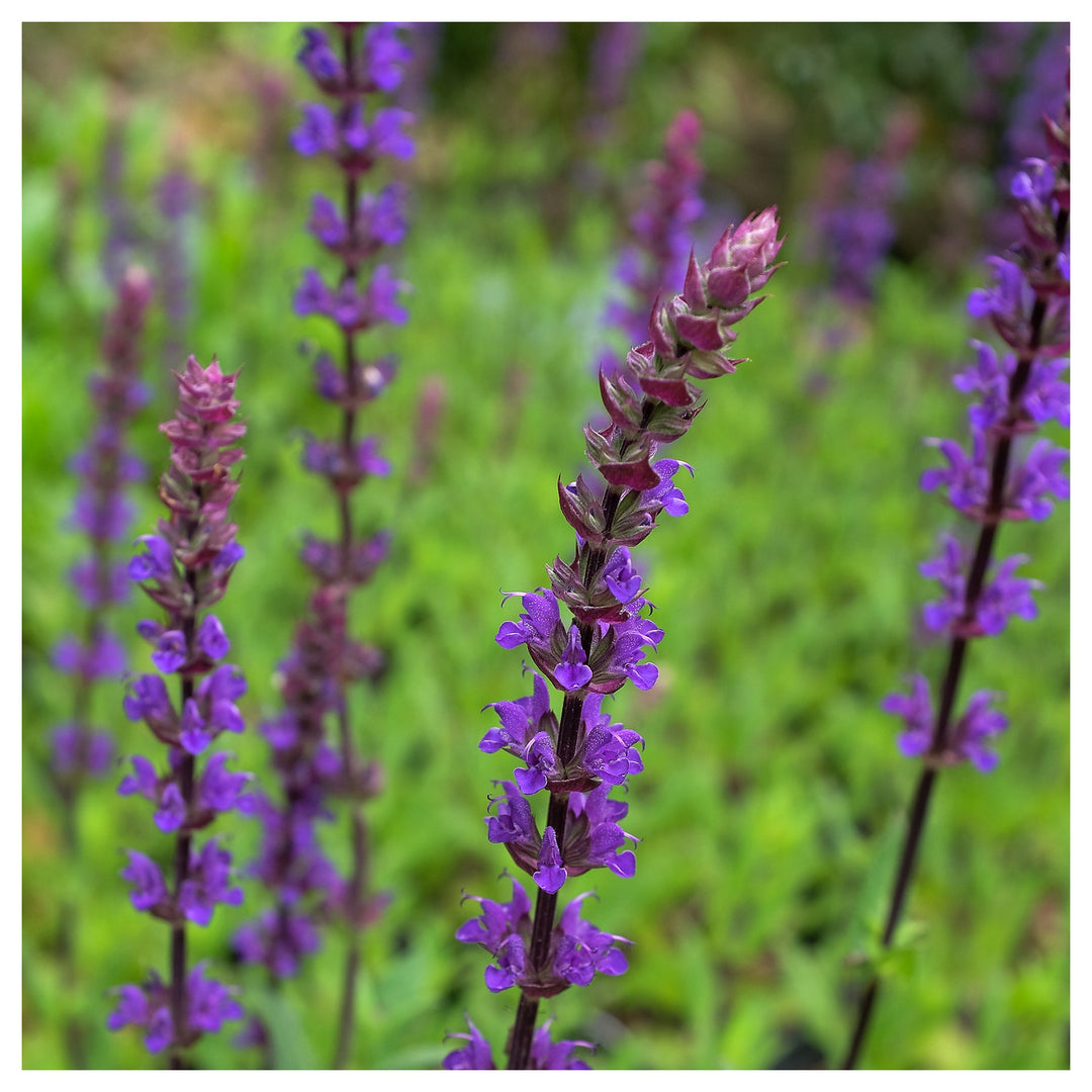 Organic Heirloom Non-GMO Nemorosa Seeds for Planting – Woodland Garden Blooms | Neera Seeds product photo [neera-v4-2cdc32d5bf7e888a6cf8]