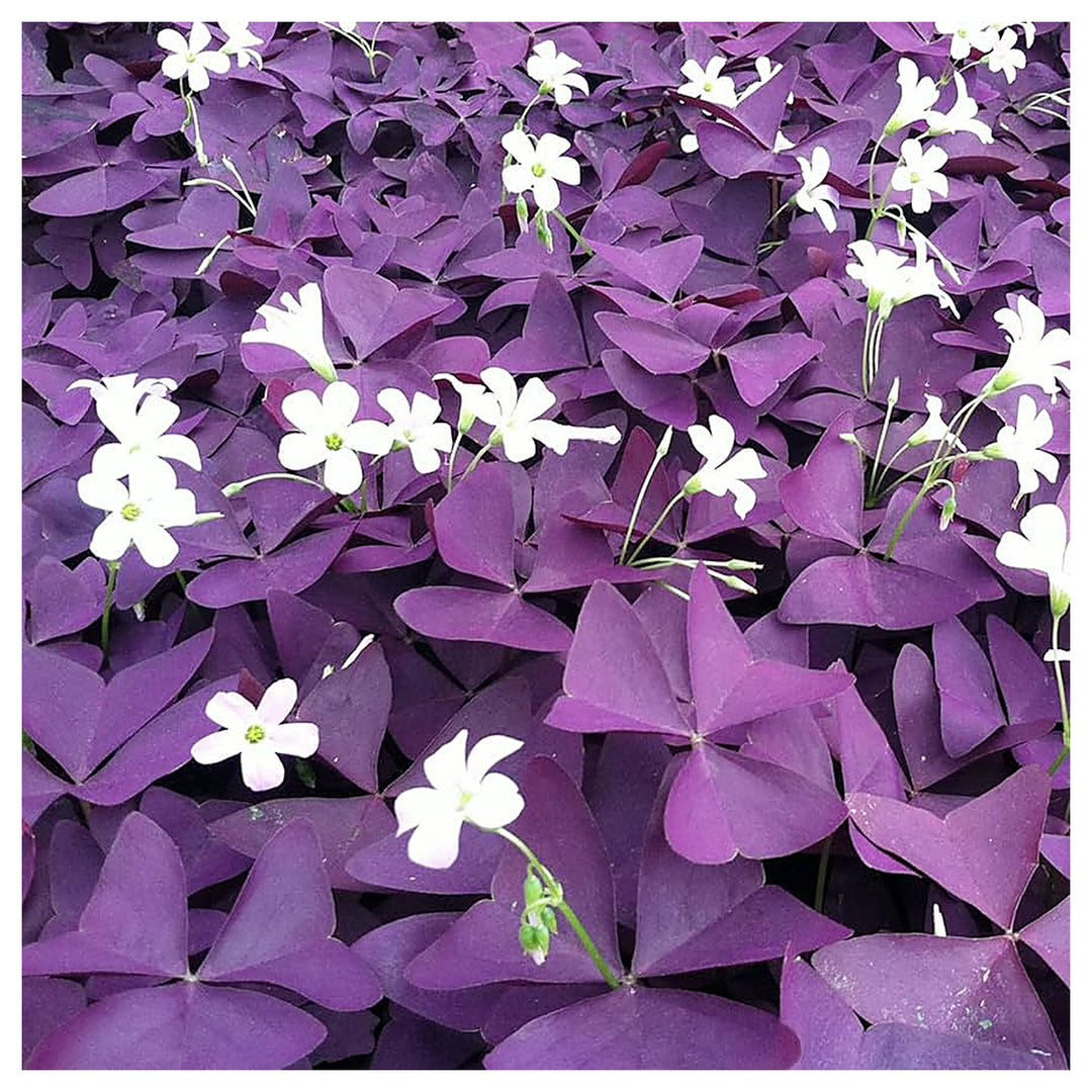 Oxalis Triangularis Flower Seeds – Heirloom, Non-GMO Seeds for Planting Vibrant Purple Blooms | Neera Seeds product photo [neera-v4-2ce64abd483258afdc40]