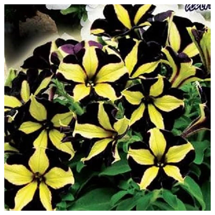 Chocolate Petunia Flower Seeds for Planting – Heirloom Non-GMO | High Germination Organic Garden Seeds | Neera Seeds product photo [neera-v4-2ce7410b5807e5c41368]