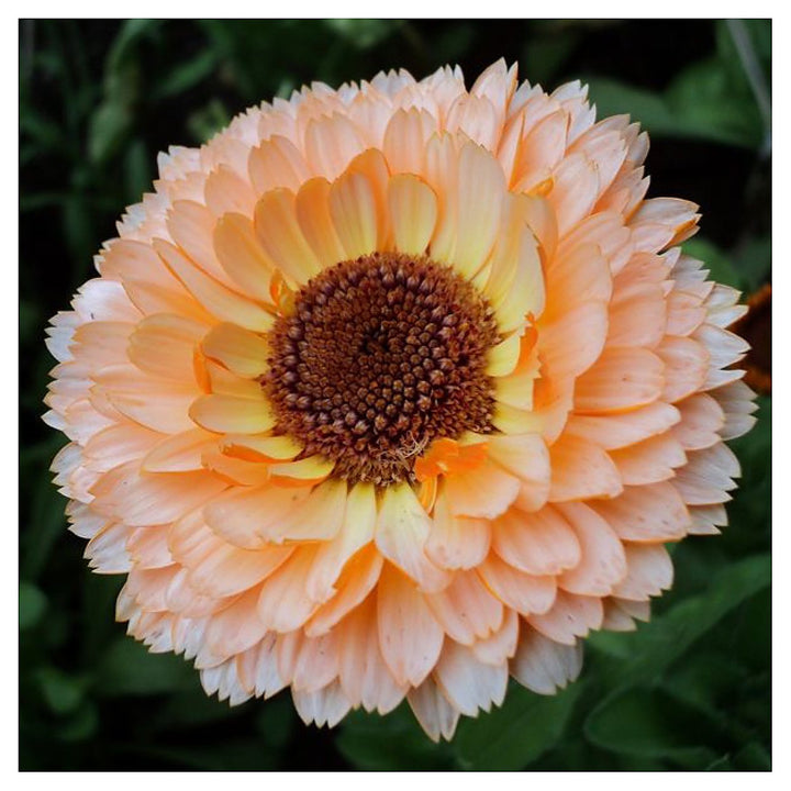 Pink Surprise Calendula Officinalis For Planting For Flower Borders And Home Garden Flower Seeds | Neera Seeds product photo [neera-v4-2cf4f9de816b5bb0fcf9]