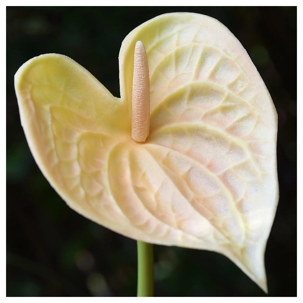 Anthurium Andraeanu Cream Flower Seeds for Planting | Heirloom Non-GMO High Germination Organic Garden Seeds | Neera Seeds product photo [neera-v4-2d03864754d62d3afd28]