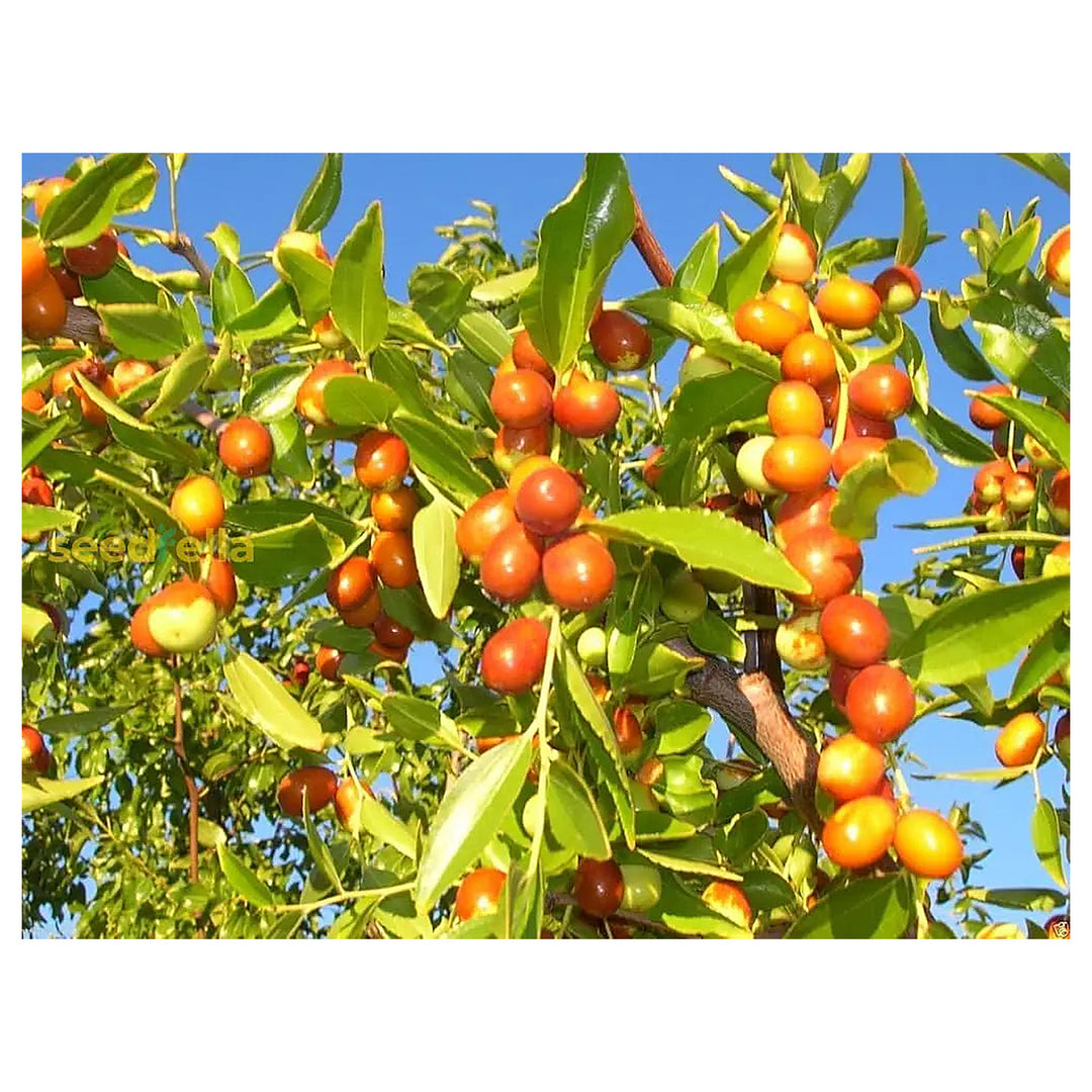 Orange Ziziphus Spinosa Fruit Seeds for Planting – Hardy, Sweet Fruits, Heirloom & Non-GMO Seeds for Home Garden | Neera Seeds product photo [neera-v4-2d0f0a8064cc6e376f5e]