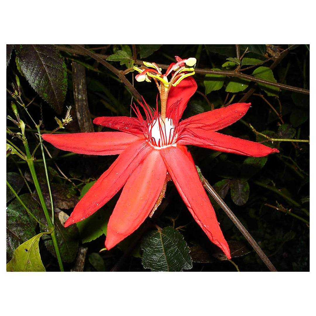 Passiflora Coccinea Passion Flower For Planting Flower Seeds for Home Garden Planting, Landscape | Neera Seeds product photo [neera-v4-2d25b895773d65f61cdb]