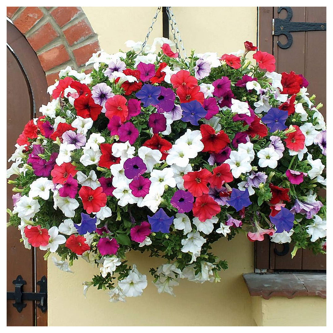 Petunia Petunia Hybrida Hanging Flower For Planting Perfect For Baskets Window Boxes Balcony | Neera Seeds product photo [neera-v4-2d3a50656e123fe91f30]
