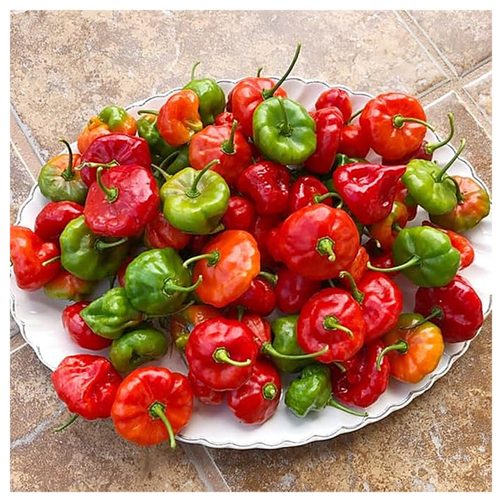 Ajicitoo Pepper Seeds for Planting – Heirloom, Non-GMO, Organic Garden Seeds, High Germination, Spicy Flavor | Neera Seeds product photo [neera-v4-2d3aa0405e216c71f04c]