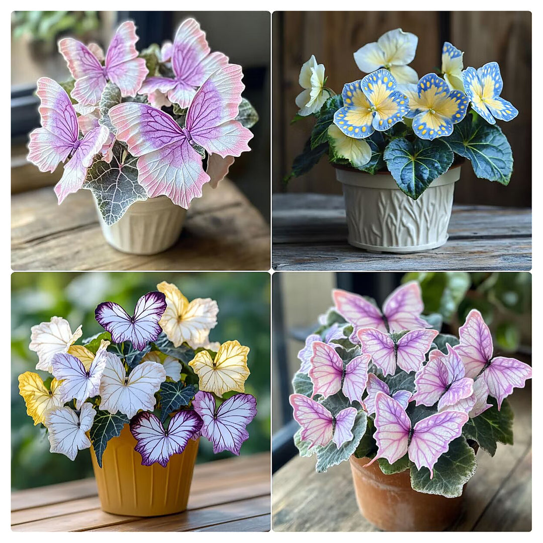 Moonlight Butterfly Begonia Flower Seeds Heirloom Non-GMO High Germination Seeds for Planting | Neera Seeds product photo [neera-v4-2d53d8d95213f792166f]