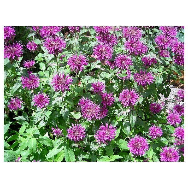 Heirloom Non-GMO Monarda Flower Seeds for Planting – Bee Balm Blooms for Pollinator Gardens | Neera Seeds product photo [neera-v4-2d5d614122a103a4e270]