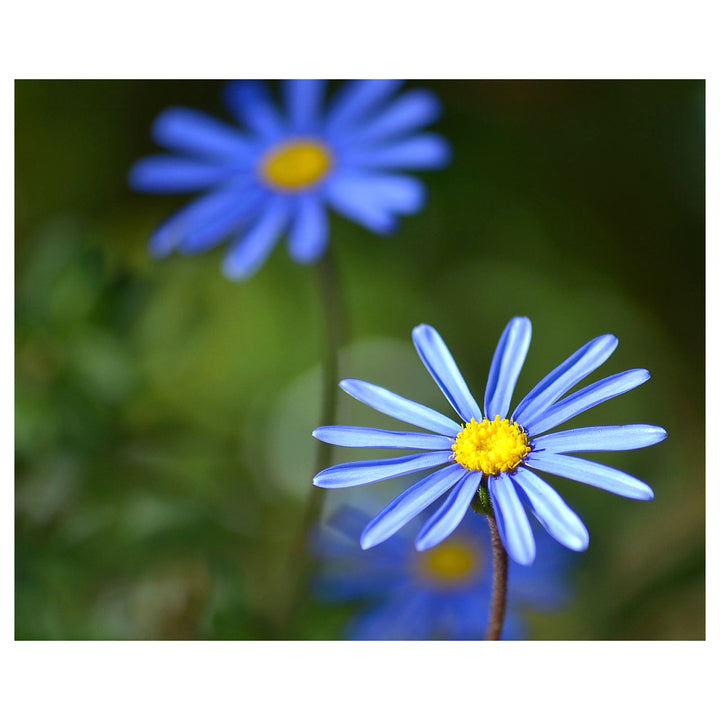 Blue Felicia Amelloides Flower Seeds for Planting - NON GMO Seeds | Neera Seeds product photo [neera-v4-2d615e1f163c43cb83cb]
