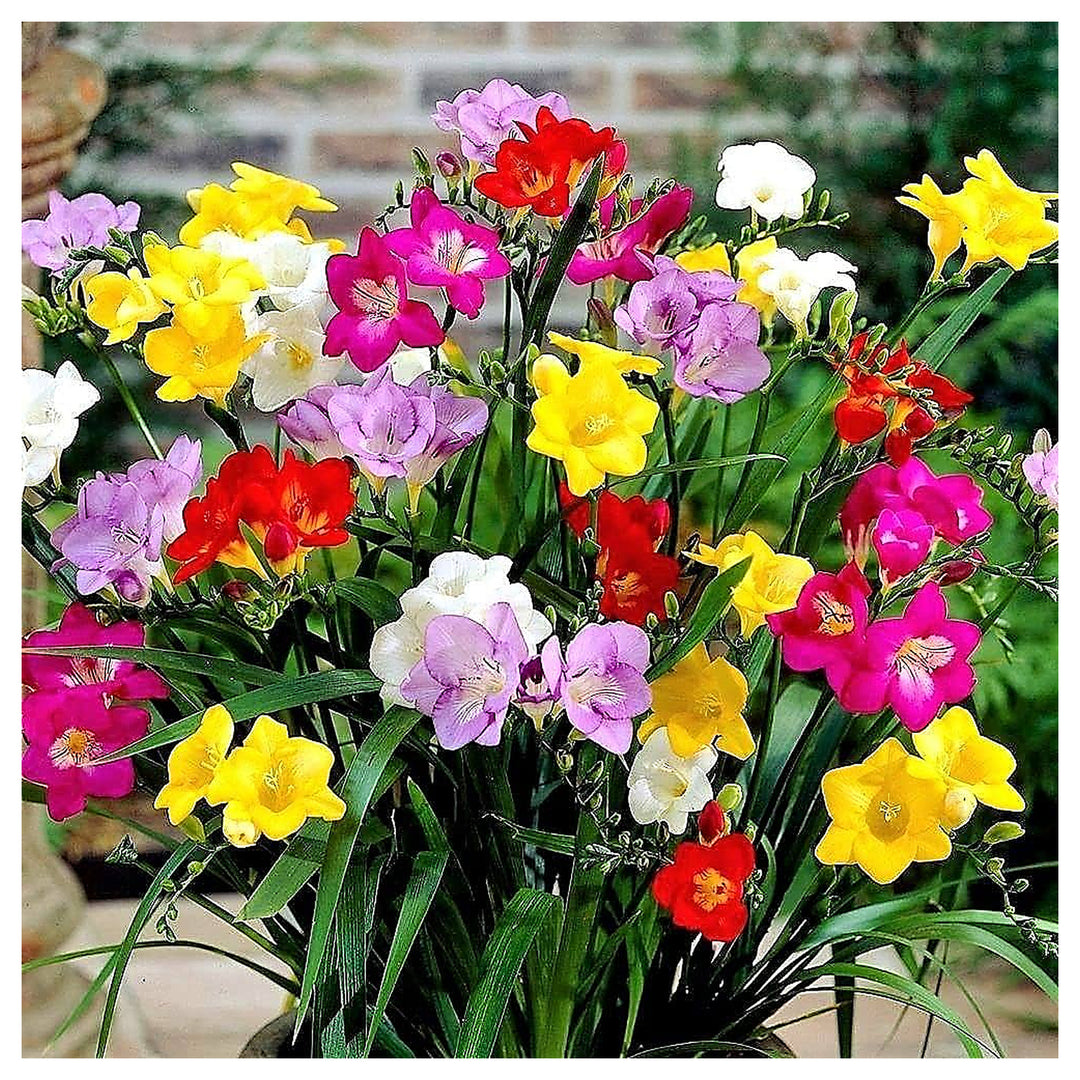 Heirloom Non-GMO Multi-Colored Freesias Flower Seeds – Fragrant Blooms Mix for Garden Planting | Neera Seeds product photo [neera-v4-2d69896eca044361bfee]