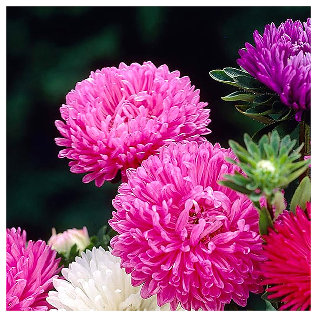 Mixed Asters Heirloom Non-GMO Seeds for Fall Planting | Neera Seeds product photo [neera-v4-2d7387418a3dfa2632de]