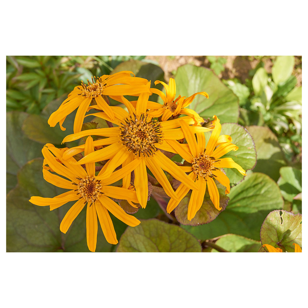 Yellow Ligularia Plant Seeds – Perennial Flower for Shade Gardens | Large Golden Blooms | Easy to Grow Garden Seeds | Neera Seeds product photo [neera-v4-2d75788e7abc86718e7e]