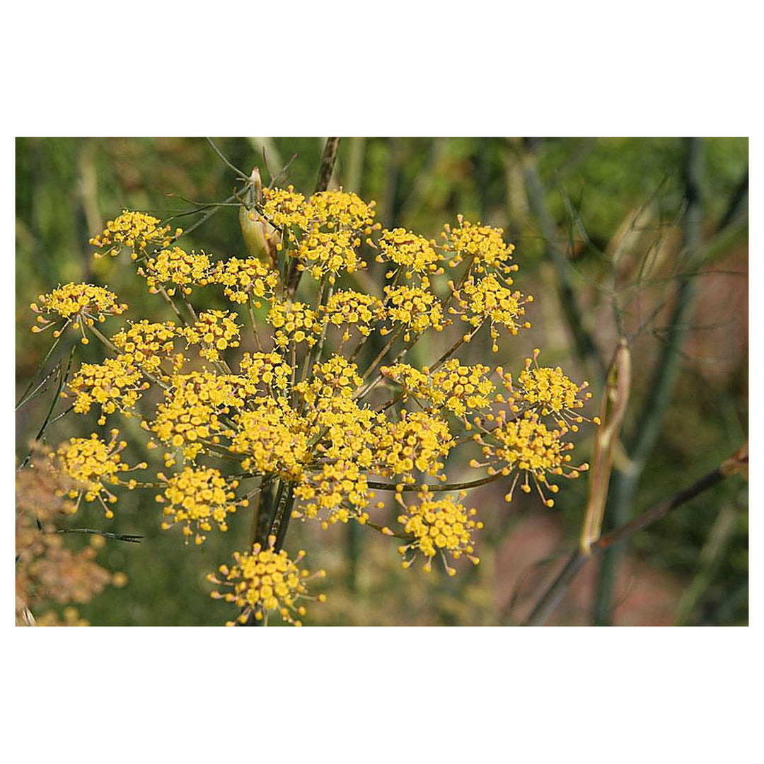Fennel Flower Seeds for Planting – Heirloom &amp; Non-GMO Seeds for Aromatic Garden Blooms | Neera Seeds product photo [neera-v4-2d7efa65c4b959ce0eb1]