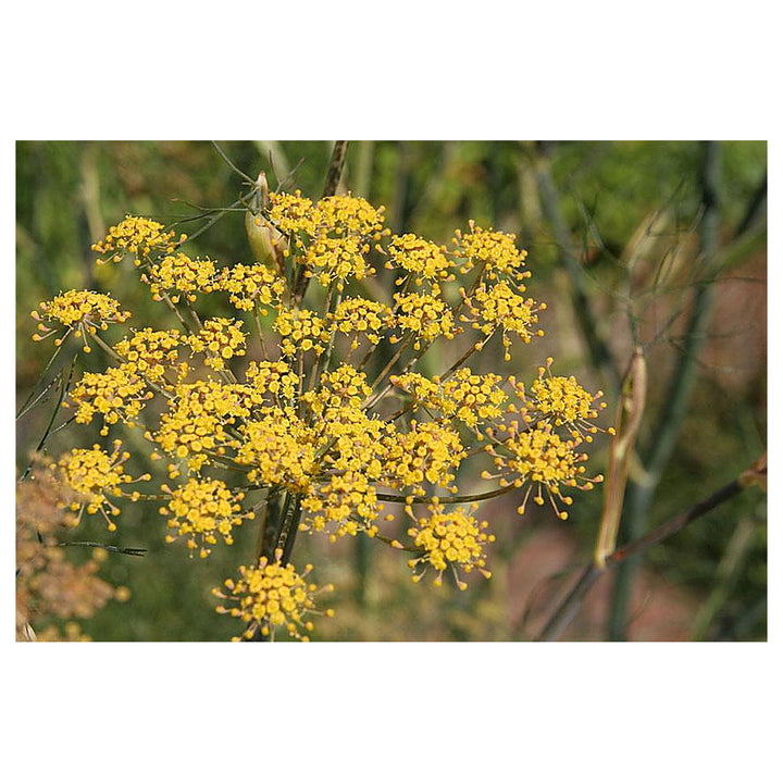 Fennel Flower Seeds for Planting – Heirloom &amp; Non-GMO Seeds for Aromatic Garden Blooms | Neera Seeds product photo [neera-v4-2d7efa65c4b959ce0eb1]