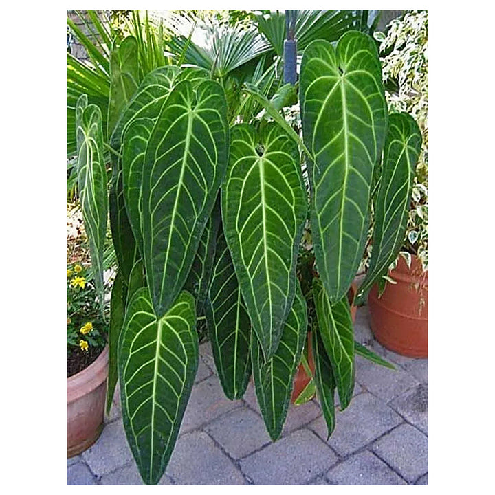 Anthurium warocqueanum (Queen Anthurium) Perennial Flower Seeds for Planting – Non-GMO, High Germination Organic Se | Neera Seeds product photo [neera-v4-2d813b8f54470d906f4f]