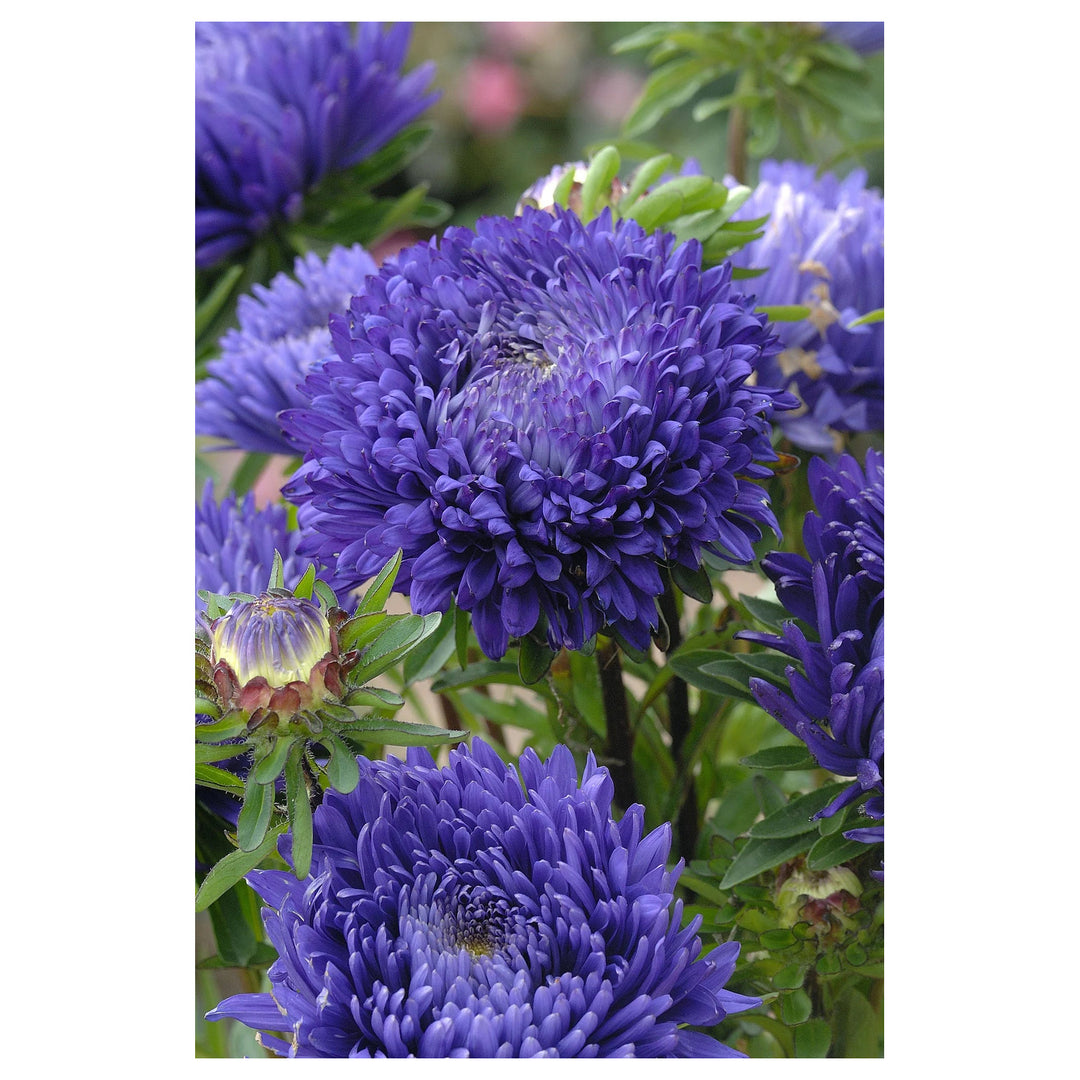 Heirloom Aster Seeds – Non-GMO Flower Seeds for Planting | High Germination Organic Garden Blooms | Neera Seeds product photo [neera-v4-2d91b7821efe41131b2e]