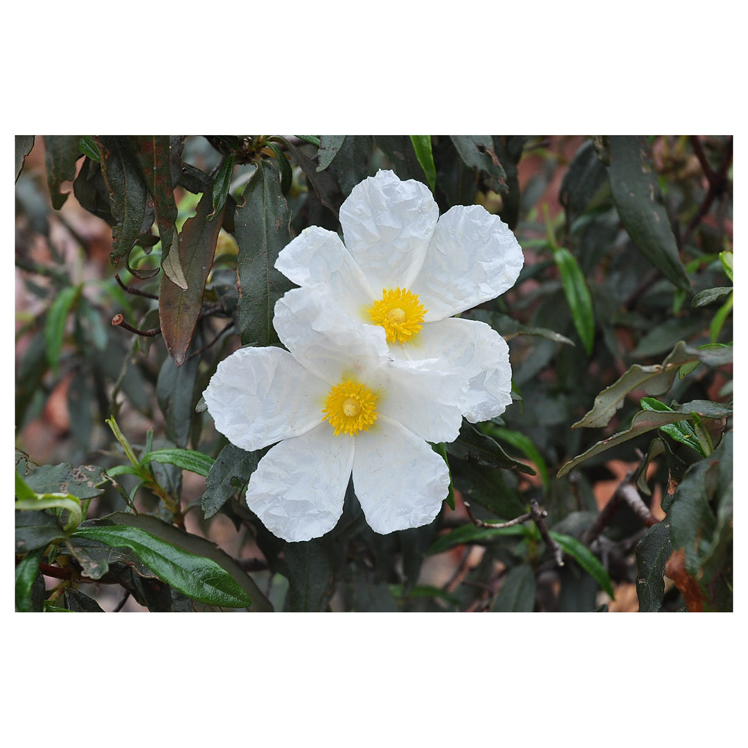 Heirloom Creticus Flower Seeds, Non-GMO Hardy Mediterranean Blooms for Drought-Tolerant Garden Planting | Neera Seeds product photo [neera-v4-2d94515f7971e92fbe97]