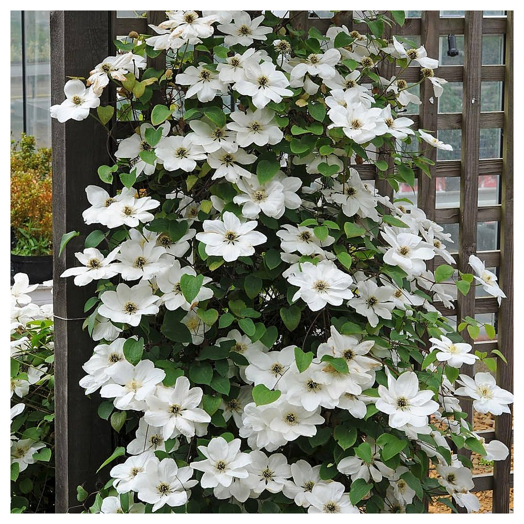 White Clematis Clematis Florida Bulbs Planting Flower Bed Trellis Flower Seeds Home Garden | Neera Seeds product photo [neera-v4-2d9d098fdc348a8a7ca6]