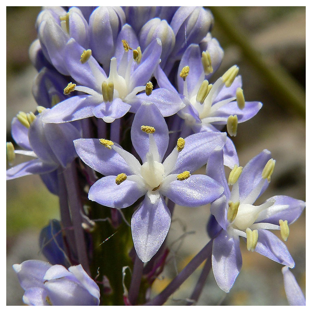Merwilla Flower Seeds for Planting – Heirloom, Non-GMO Seeds, High Germination, Organic Garden Blooms | Neera Seeds product photo [neera-v4-2d9e3ba813f701649007]