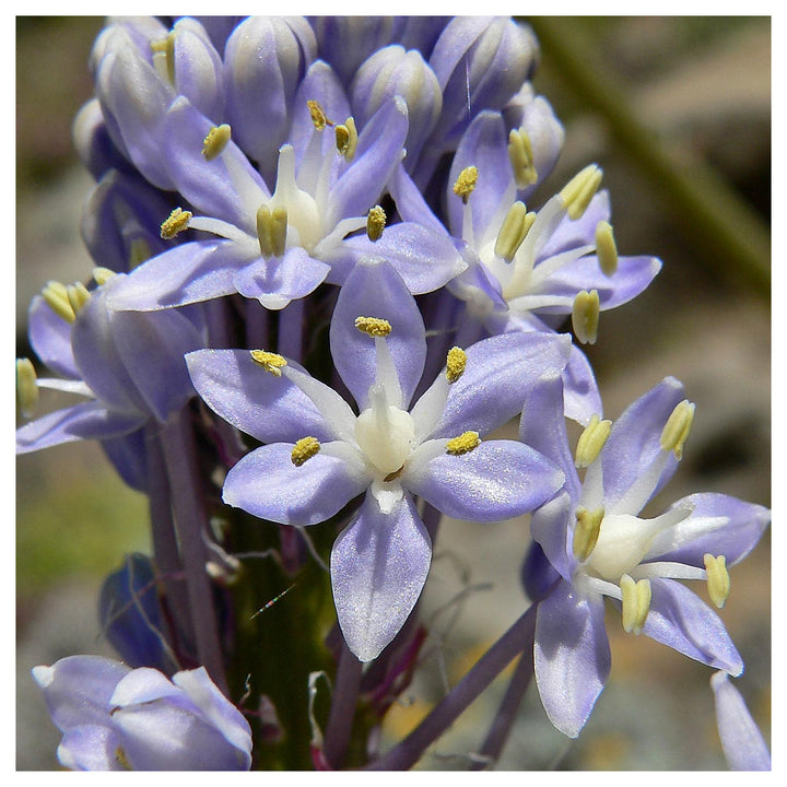 Merwilla Flower Seeds for Planting – Heirloom, Non-GMO Seeds, High Germination, Organic Garden Blooms | Neera Seeds product photo [neera-v4-2d9e3ba813f701649007]