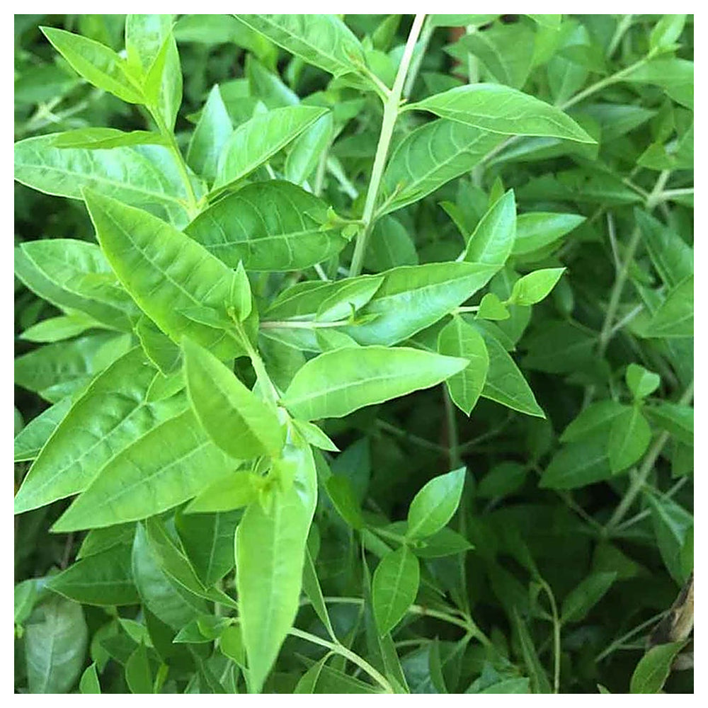 Heirloom Non-GMO Lawsonia Inermis Plant Seeds – Natural Henna for Garden Growing | Neera Seeds product photo [neera-v4-2da733e10343914220a7]