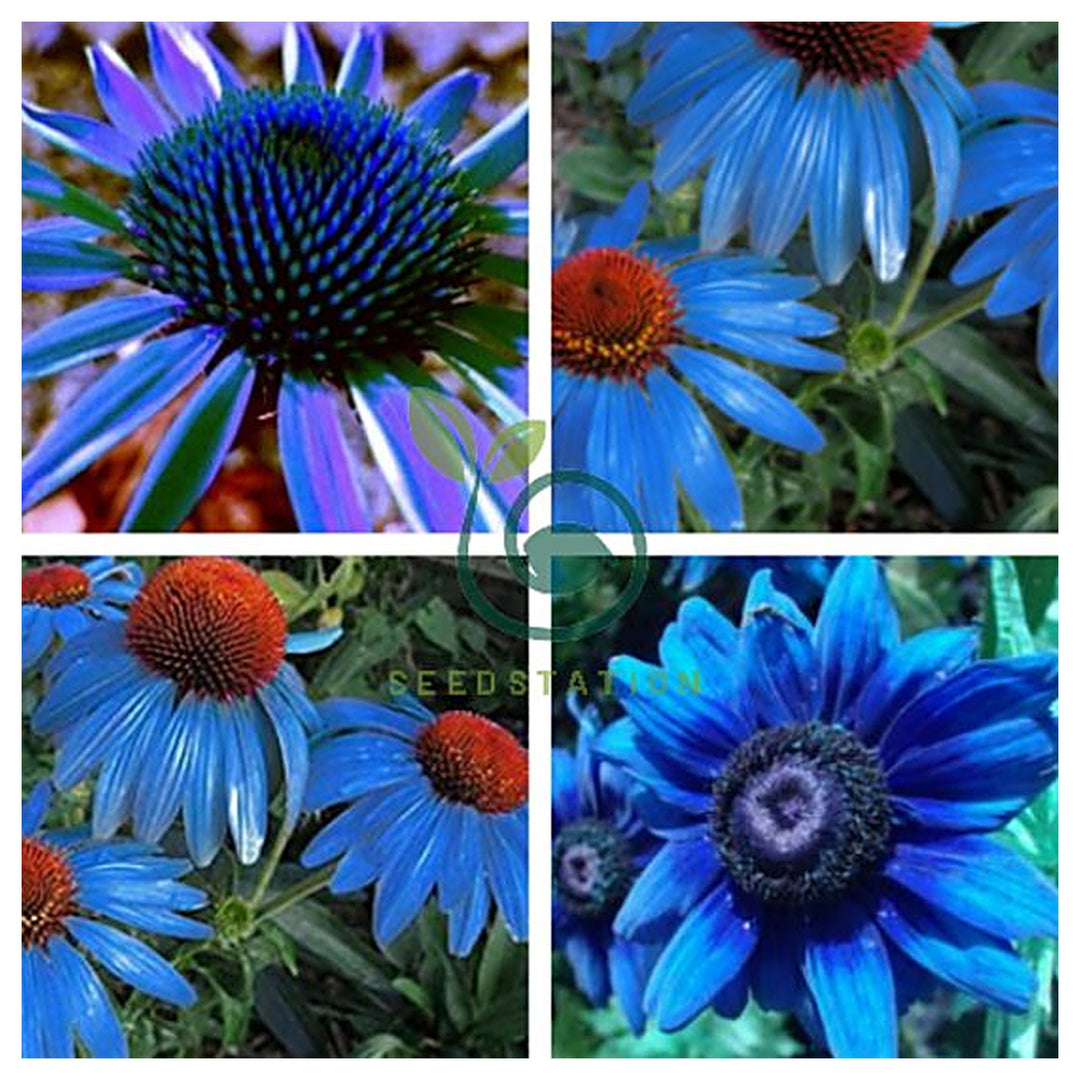 Light Blue Echinacea Purple Coneflower Pine Chrysanthemum Seeds for Planting – Heirloom, Non-GMO, High Germination | Neera Seeds product photo [neera-v4-2dc05d849481d31e19bd]