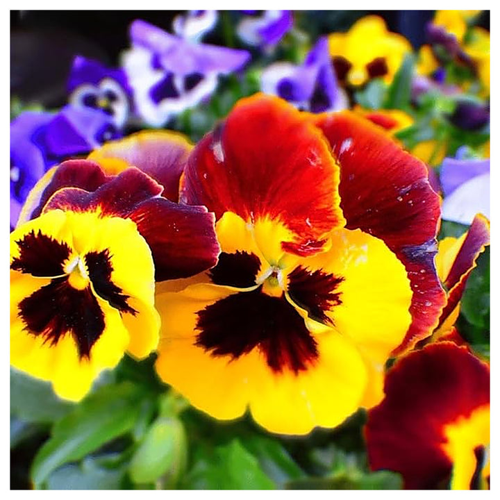 Pansy Mixed Color Flower Flower Seeds Home Garden Planting, Fragrant Organic Blooming Collection | Neera Seeds product photo [neera-v4-2dd4cbae1a6dcc8e6081]