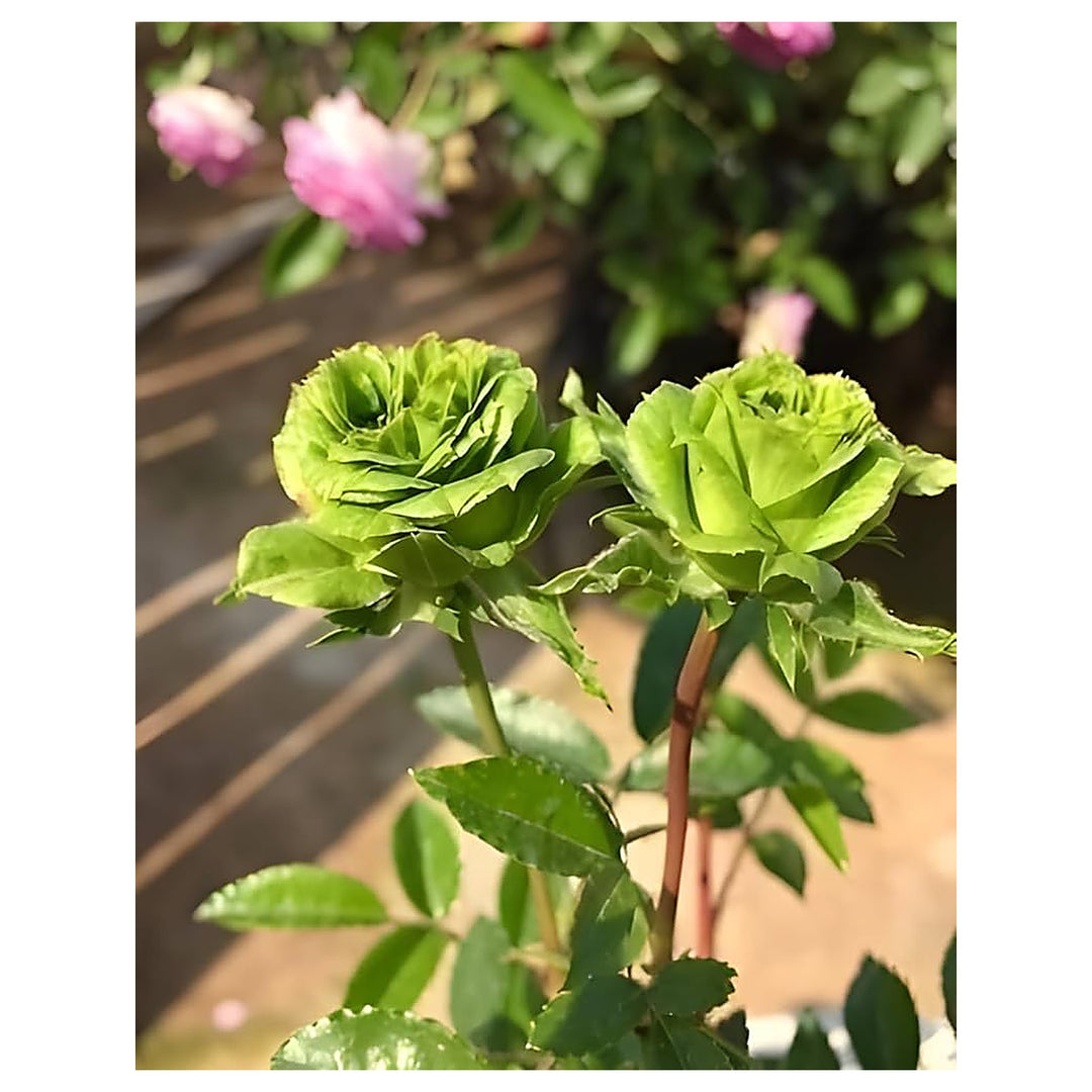 Green Rose Planting Ornamental Flower Garden Pots Flower Seeds Home Garden Planting, | Neera Seeds product photo [neera-v4-2dd56401ef2466e19ebe]