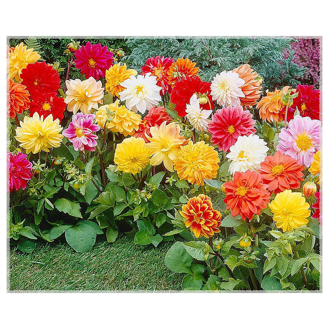 Giant Flower Seeds – Heirloom Non-GMO Seeds for Planting Bold and Colorful Garden Blooms | Neera Seeds product photo [neera-v4-2de4a6da67752e44d572]