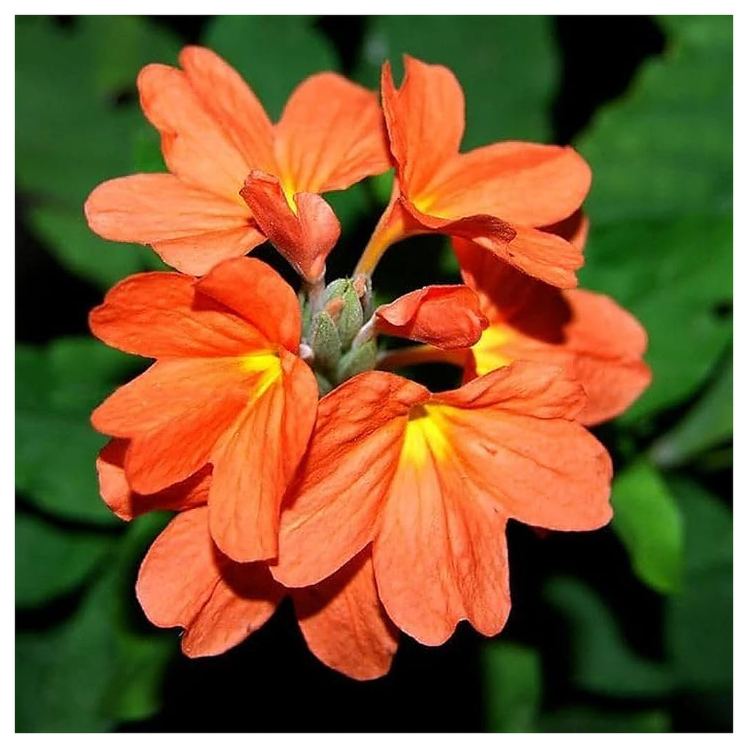Crossandra For Planting Crossandra Infundibuliformis For Shaded Flower Beds And Borders Flower | Neera Seeds product photo [neera-v4-2de4f020d7c3e9c71b62]