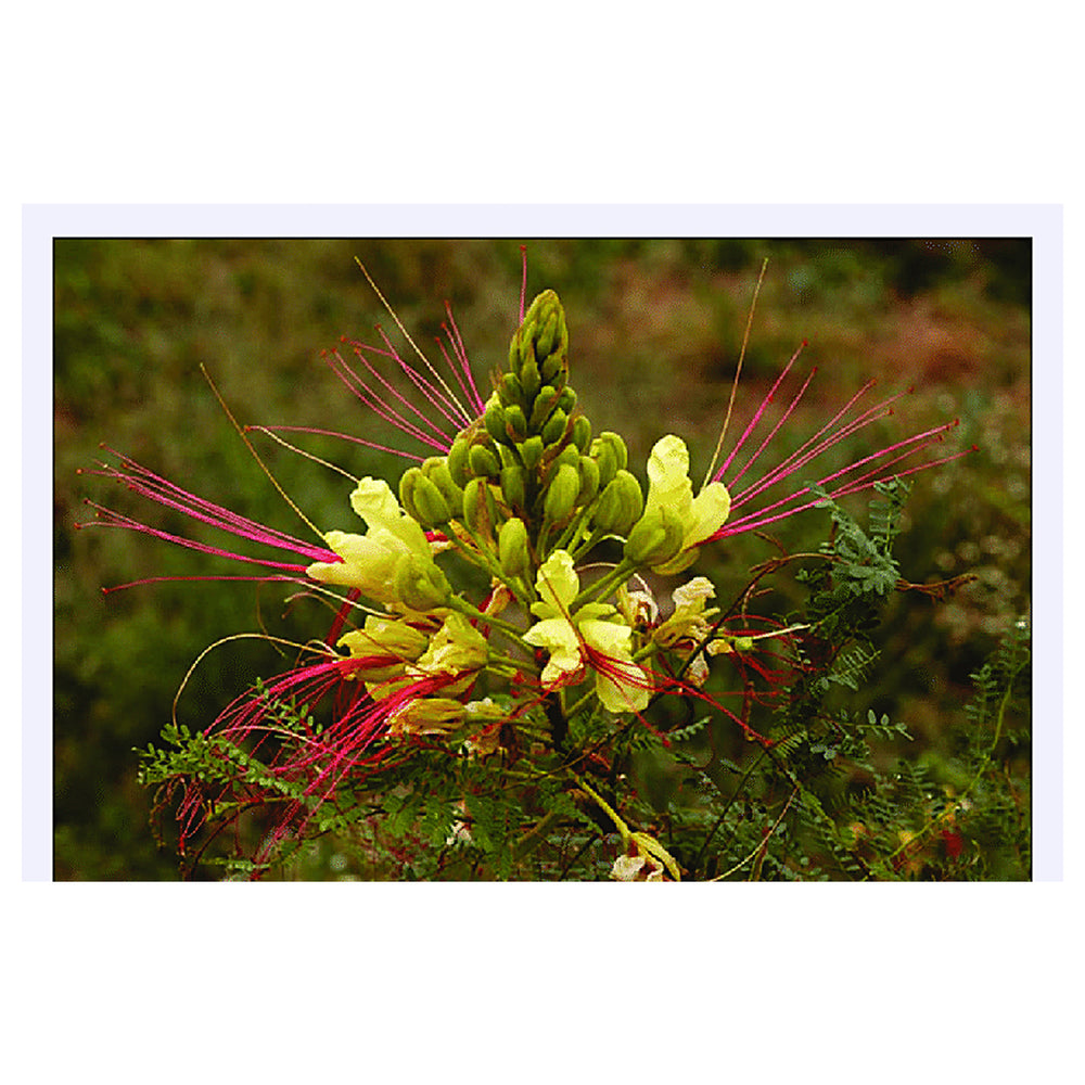 Caesalpinia Gilliesii Flower Seeds for Planting – Heirloom, Non-GMO Seeds for Exotic Blooms | Neera Seeds product photo [neera-v4-2de6cd70456ddd118aa1]