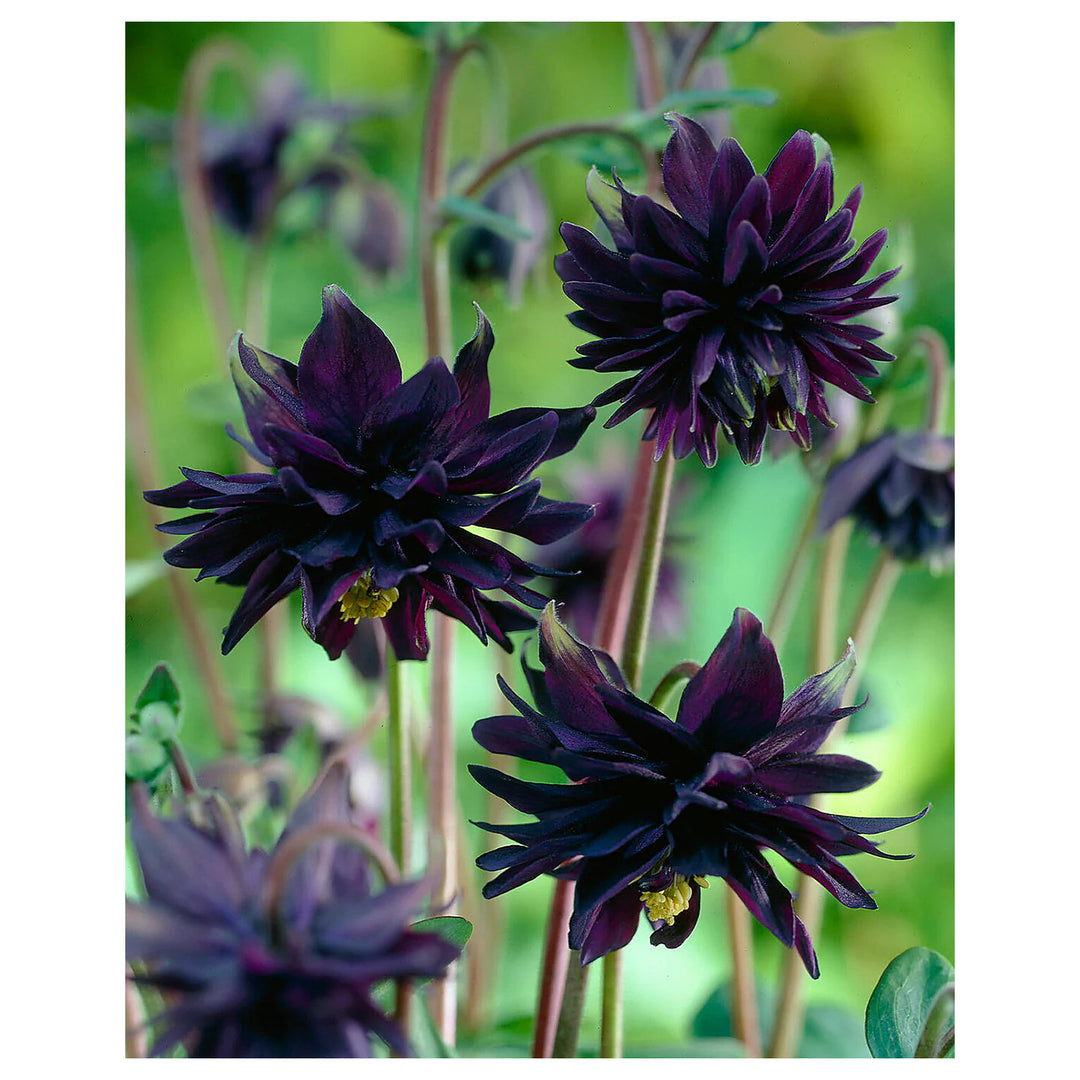 Heirloom Non-GMO Barlow Flower Seeds for Planting – Unique Double-Bloom Ornamental Garden Flowers | Neera Seeds product photo [neera-v4-2df7e47dd2571c41fc77]