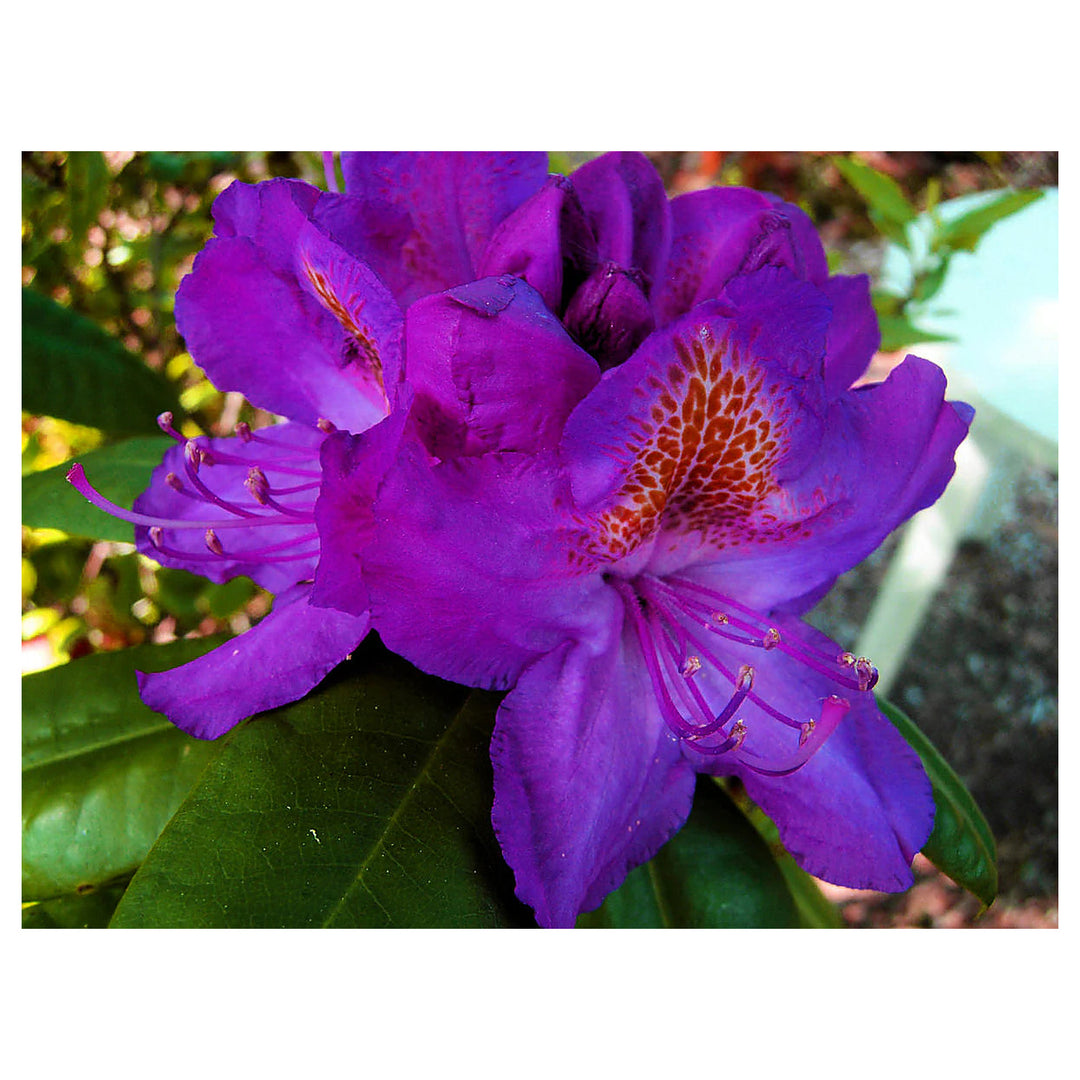 Heirloom Purple Rhododendron Flower Seeds, Non-GMO Vibrant Blooms for Planting | Neera Seeds product photo [neera-v4-2e0069a3f6abfc239c67]
