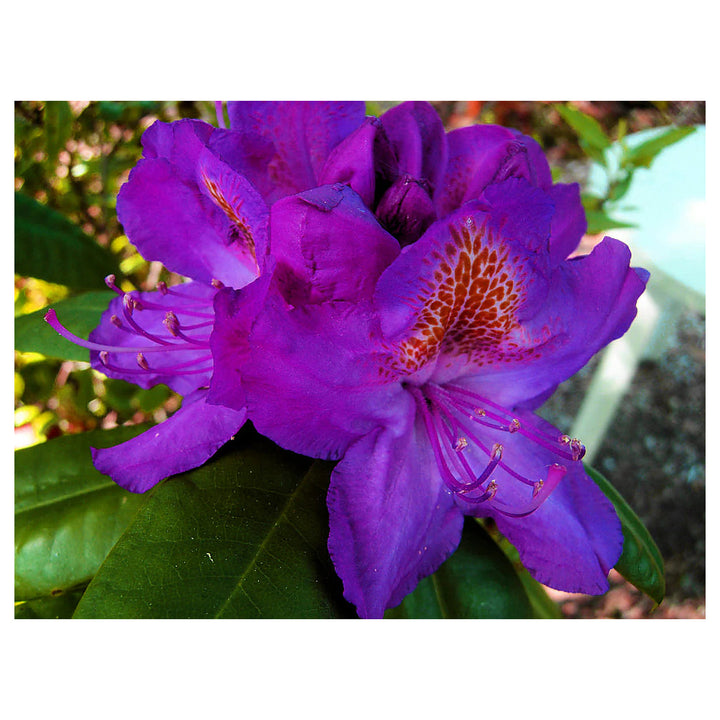 Heirloom Purple Rhododendron Flower Seeds, Non-GMO Vibrant Blooms for Planting | Neera Seeds product photo [neera-v4-2e0069a3f6abfc239c67]