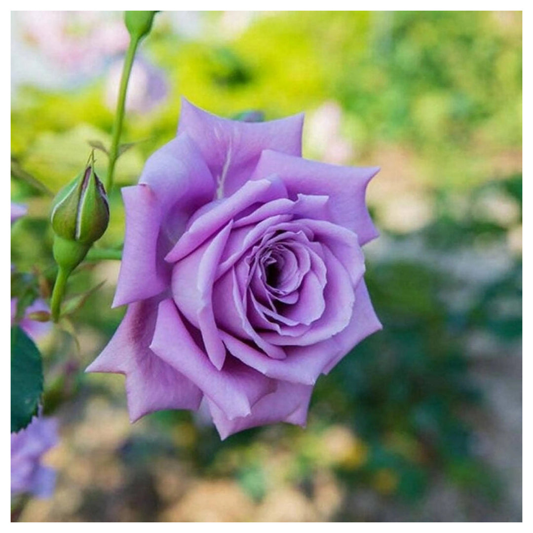 Fresh Violet Rose Tree Flower Seeds – Heirloom Non-GMO | High Germination Organic Garden Seeds for Planting | Neera Seeds product photo [neera-v4-2e0804ad5bedd209c495]