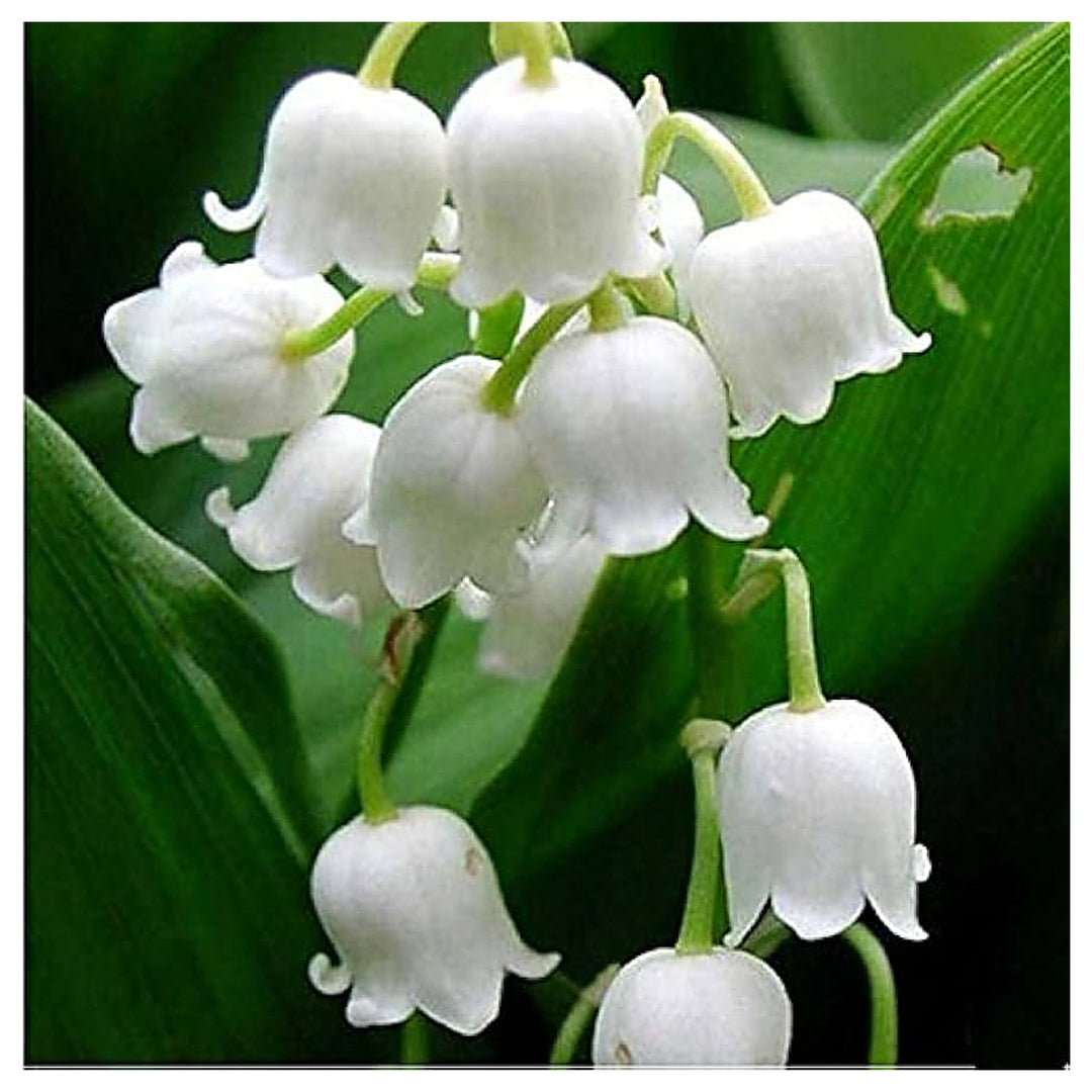 White Windbell Orchid Seeds for Planting - Heirloom Non-GMO High Germination Organic Garden Seeds | Neera Seeds product photo [neera-v4-2e0c7645a93554d8c53b]