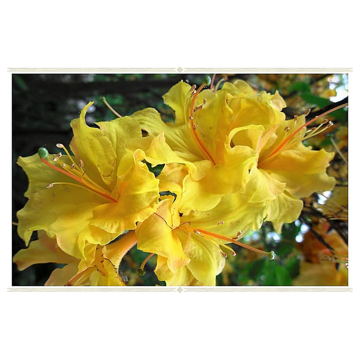 Light Yellow Azalea Flower Seeds for Planting – Heirloom, Non-GMO, High Germination Bright Ornamental Shrub Seeds | Neera Seeds product photo [neera-v4-2e47479c882f6f5fee34]