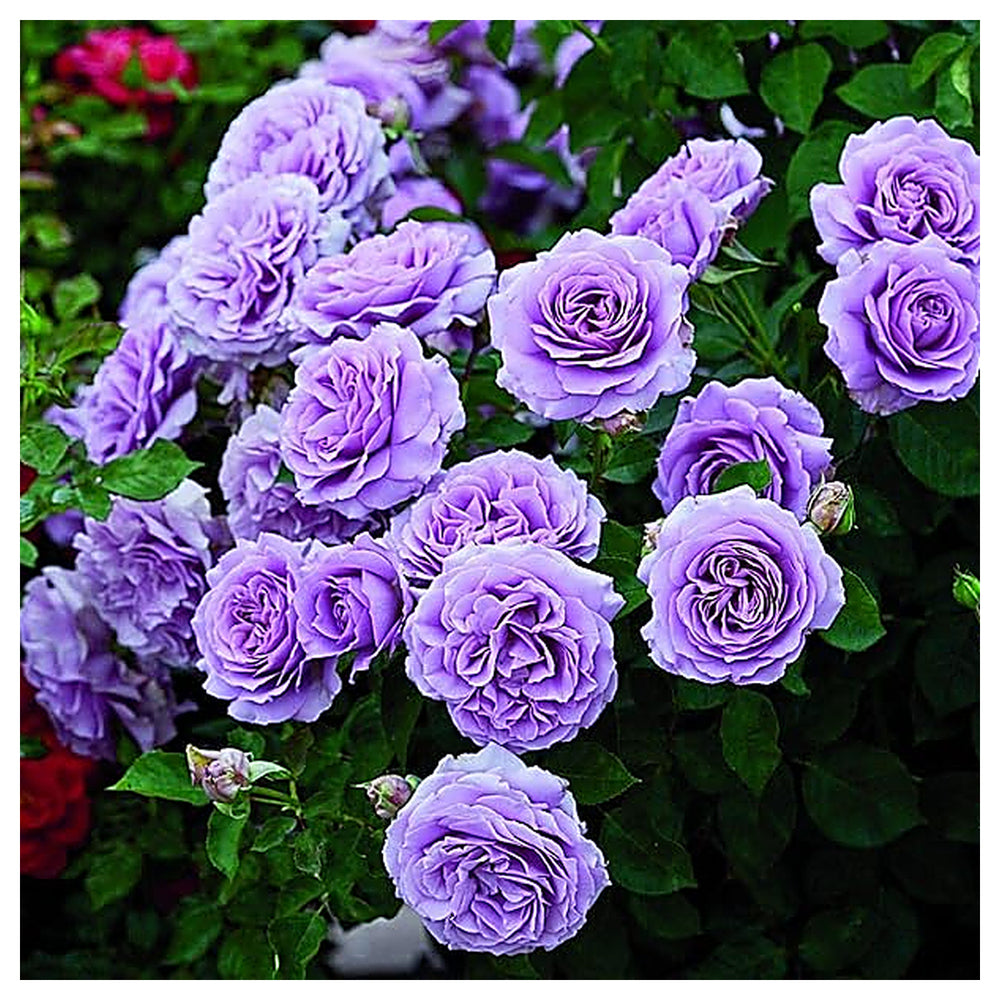 Fresh Violet Rose Tree Flower Seeds – Heirloom Non-GMO | High Germination Organic Garden Seeds for Planting | Neera Seeds product photo [neera-v4-2e67c9575ef7c17944fe]