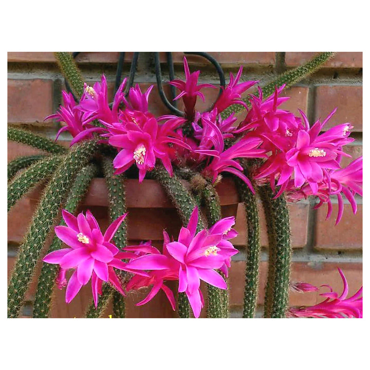 Organic Pink Flagelliformis Plant Seeds for Planting – Heirloom, Non-GMO | Neera Seeds product photo [neera-v4-2e7a0522e361ac250cb9]