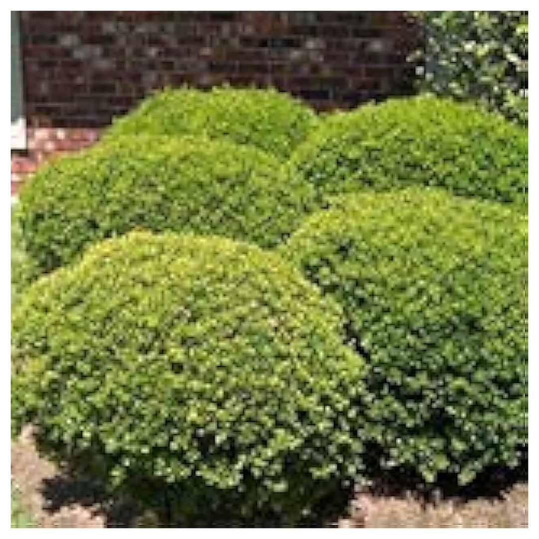 Green Yaupon Seeds for Planting – Heirloom, Non-GMO, High Germination, Organic Garden Seeds | Neera Seeds product photo [neera-v4-2e903f21329082129e02]